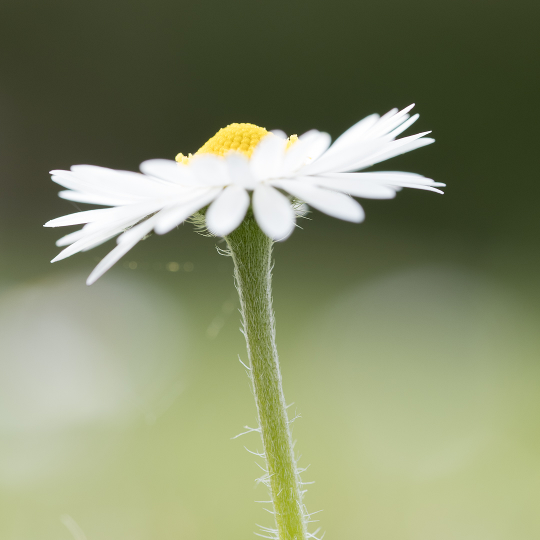 Galeriebild