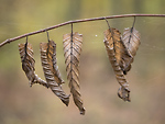 Bild anschauen