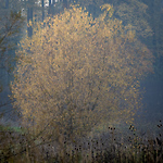 Bild anschauen