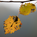 Bild anschauen