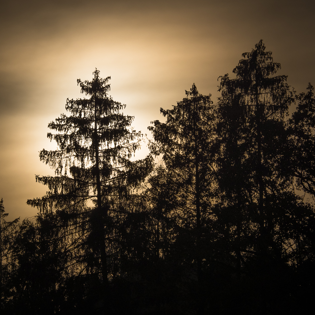 Galeriebild