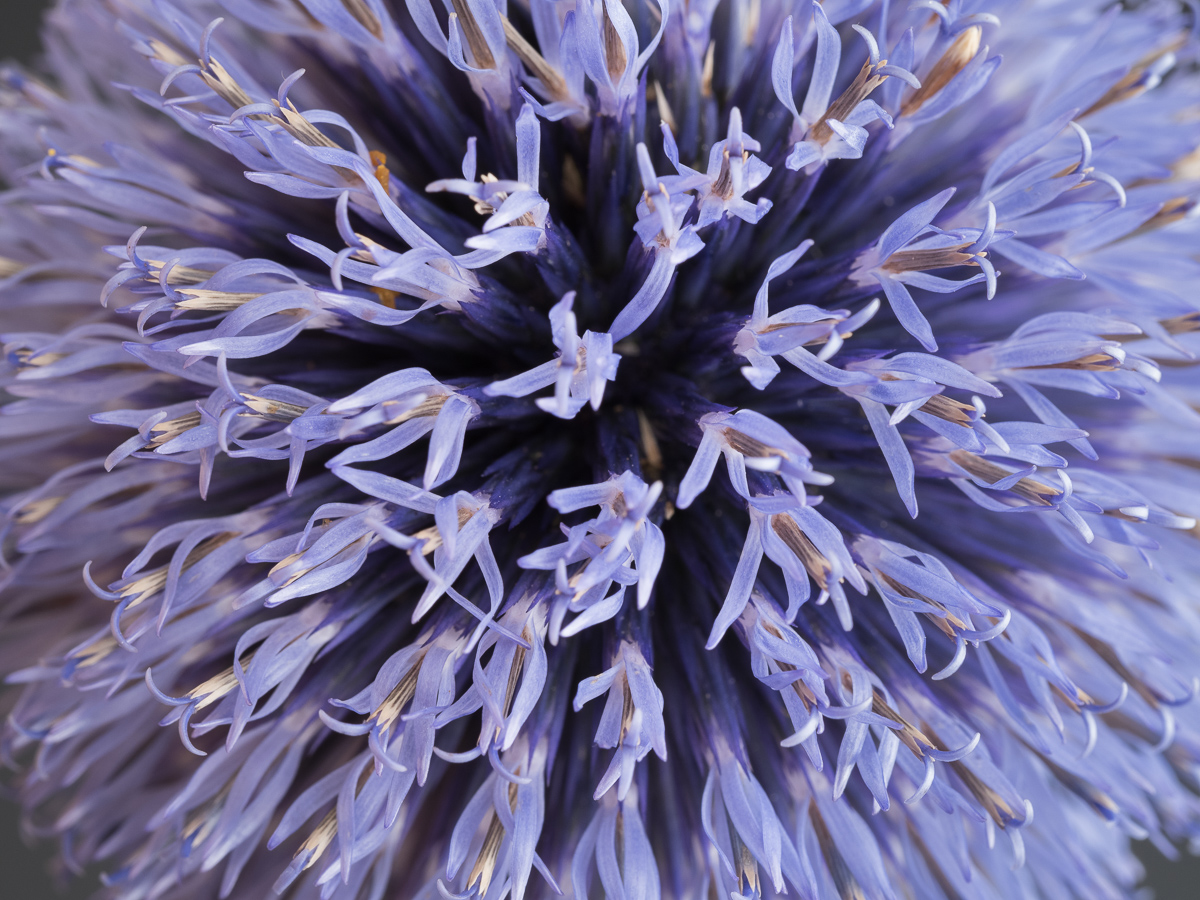 Galeriebild
