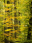 Bild anschauen