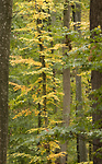 Bild anschauen