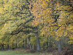 Bild anschauen