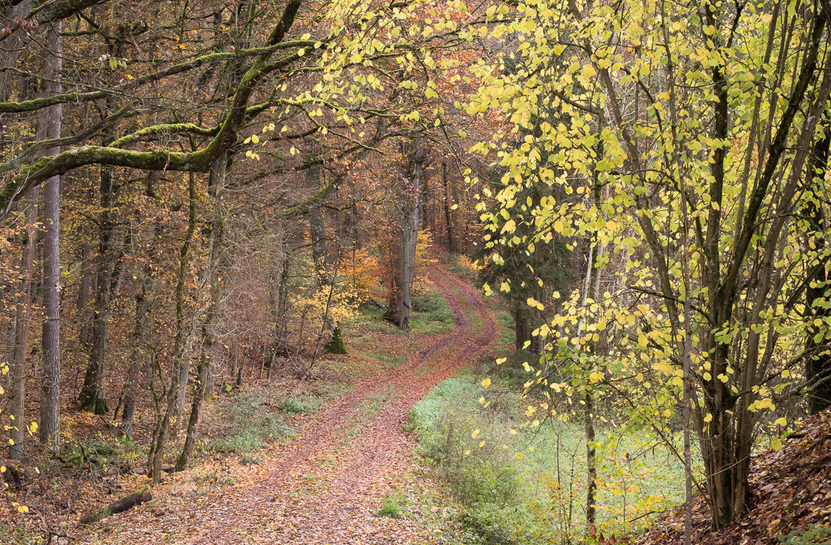 Galeriebild