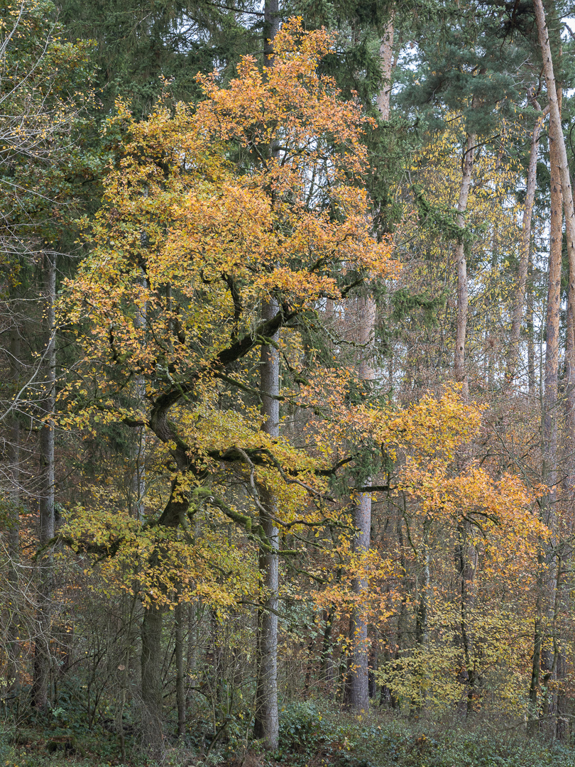 Galeriebild
