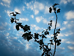 Bild anschauen