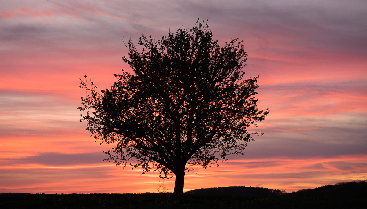 Galeriebild