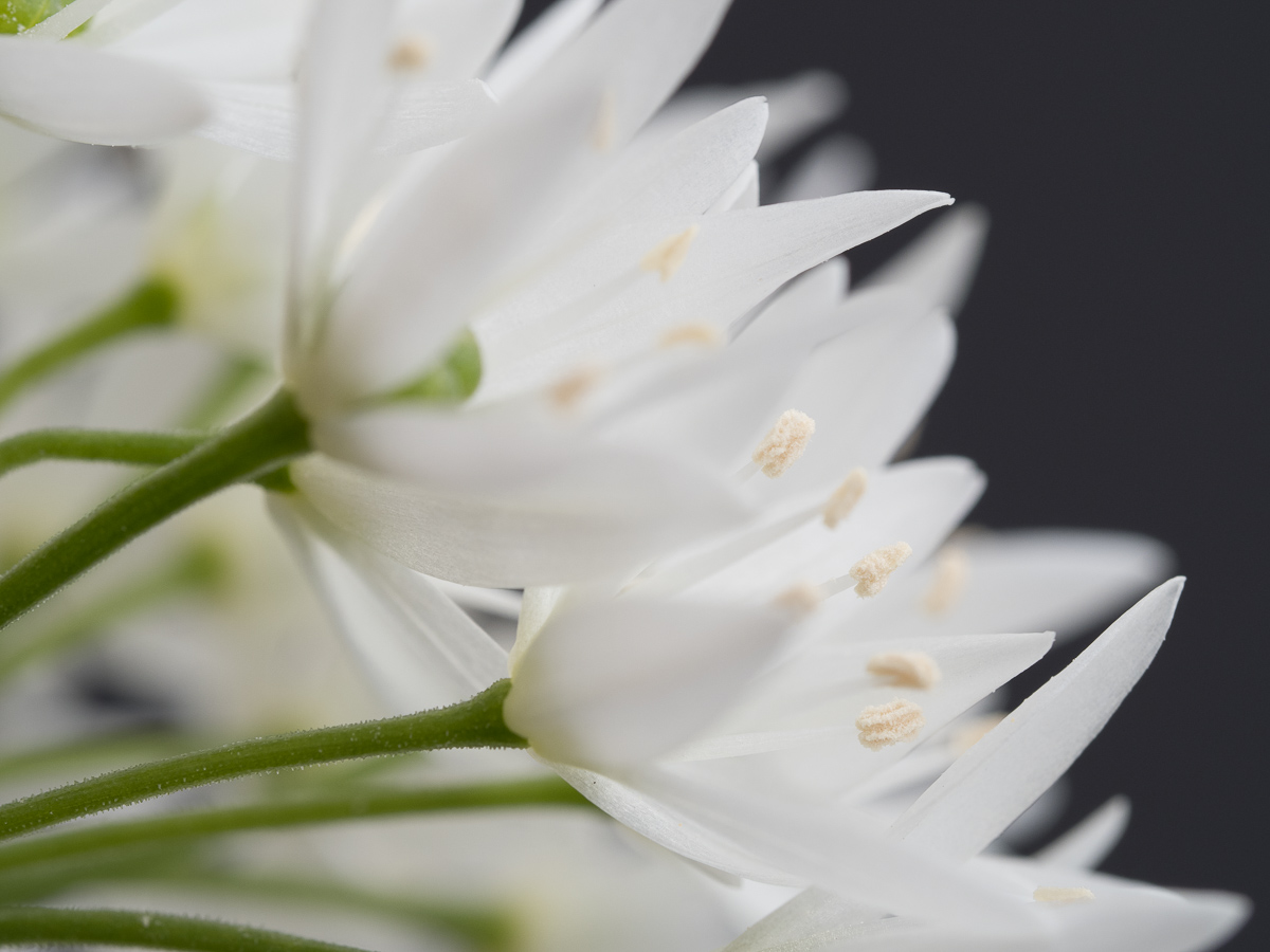 Galeriebild
