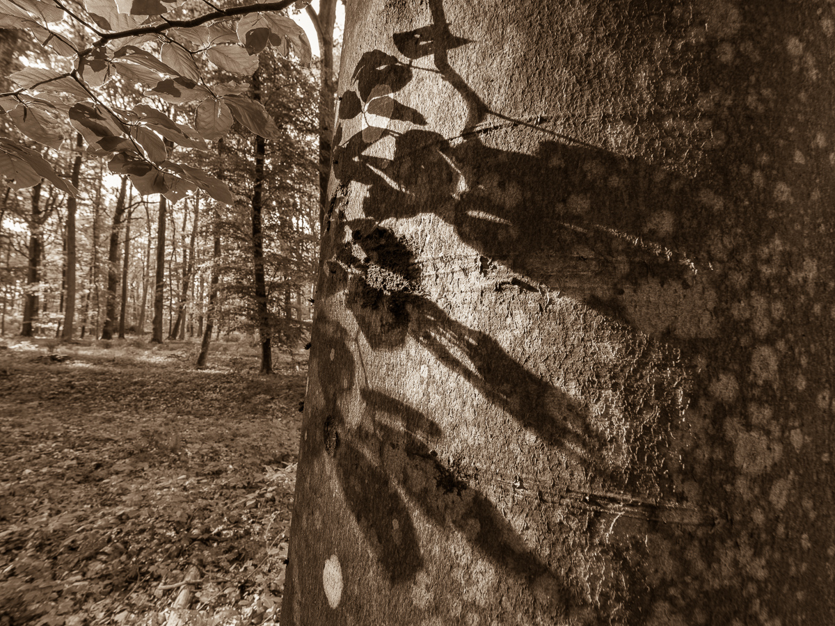 Galeriebild