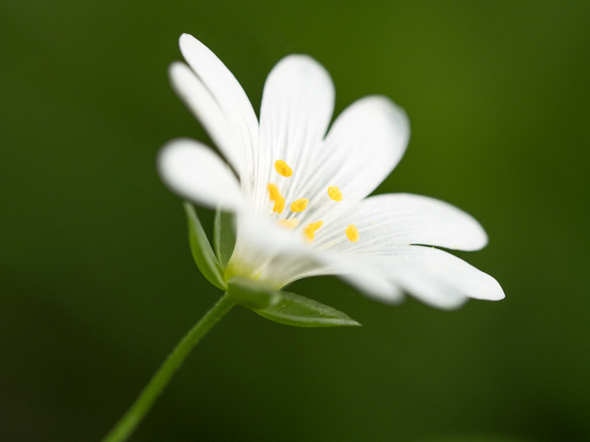 Galeriebild