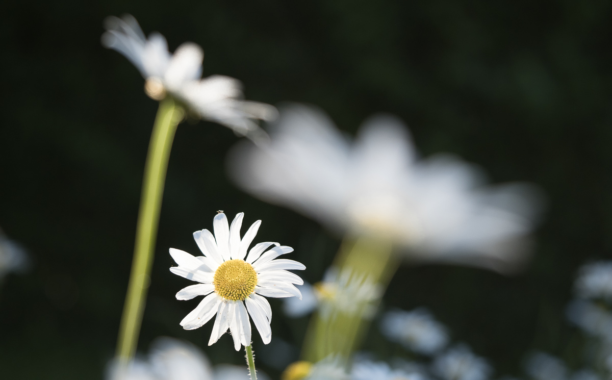 Galeriebild