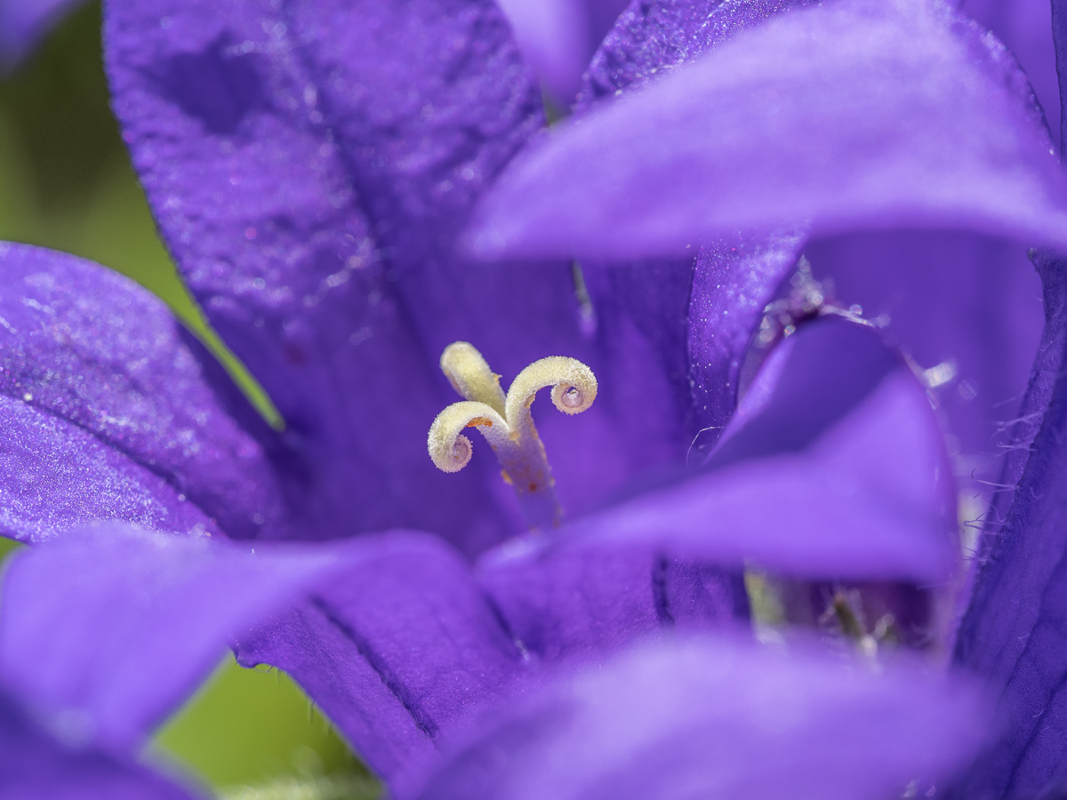 Galeriebild