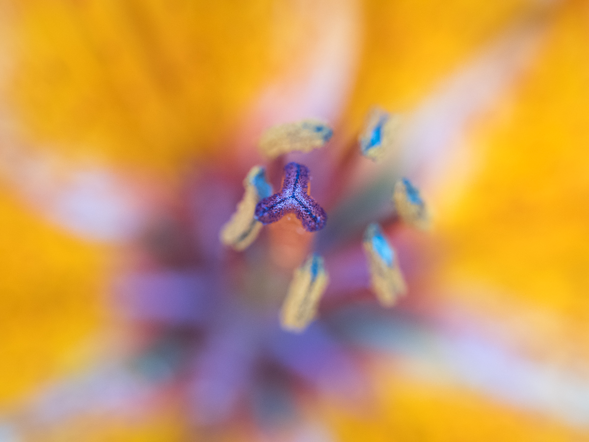 Galeriebild