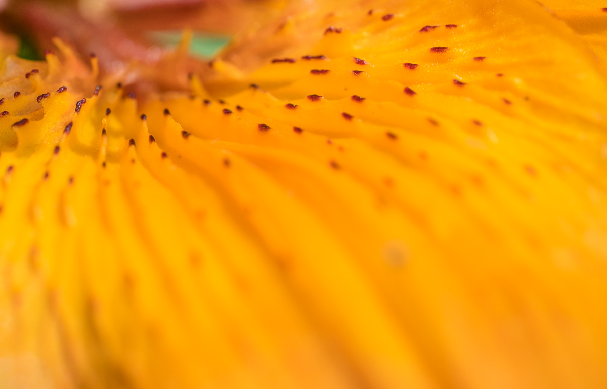 Galeriebild