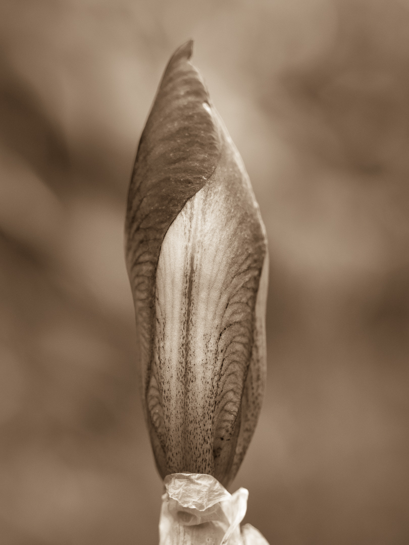 Galeriebild