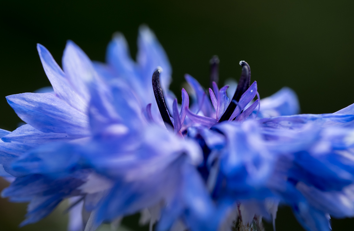 Galeriebild