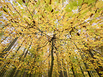 Bild anschauen