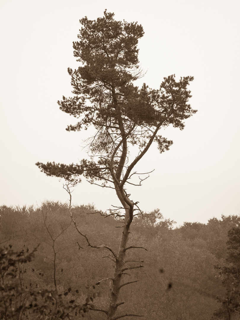 Galeriebild