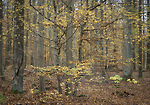 Bild anschauen