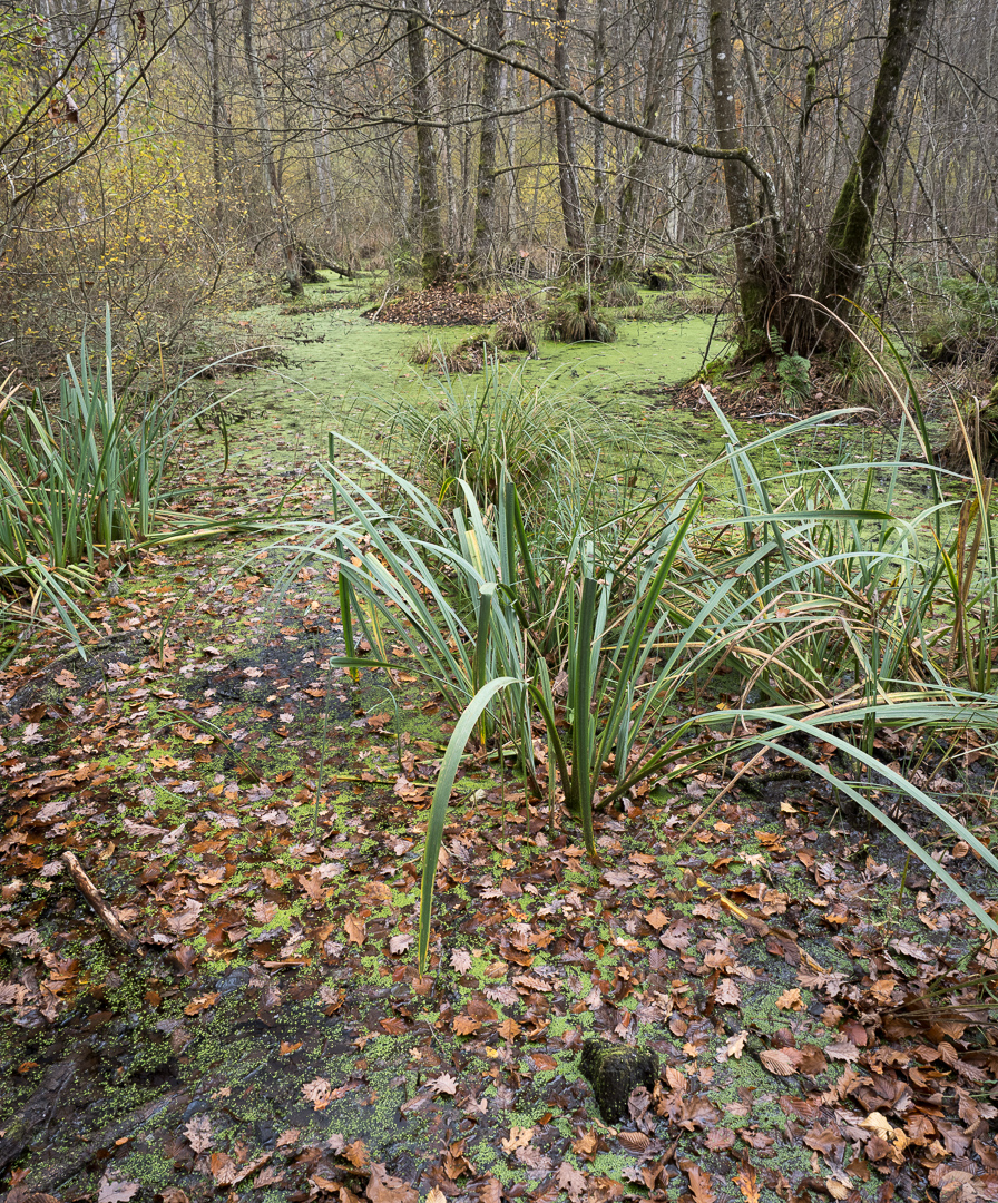 Galeriebild