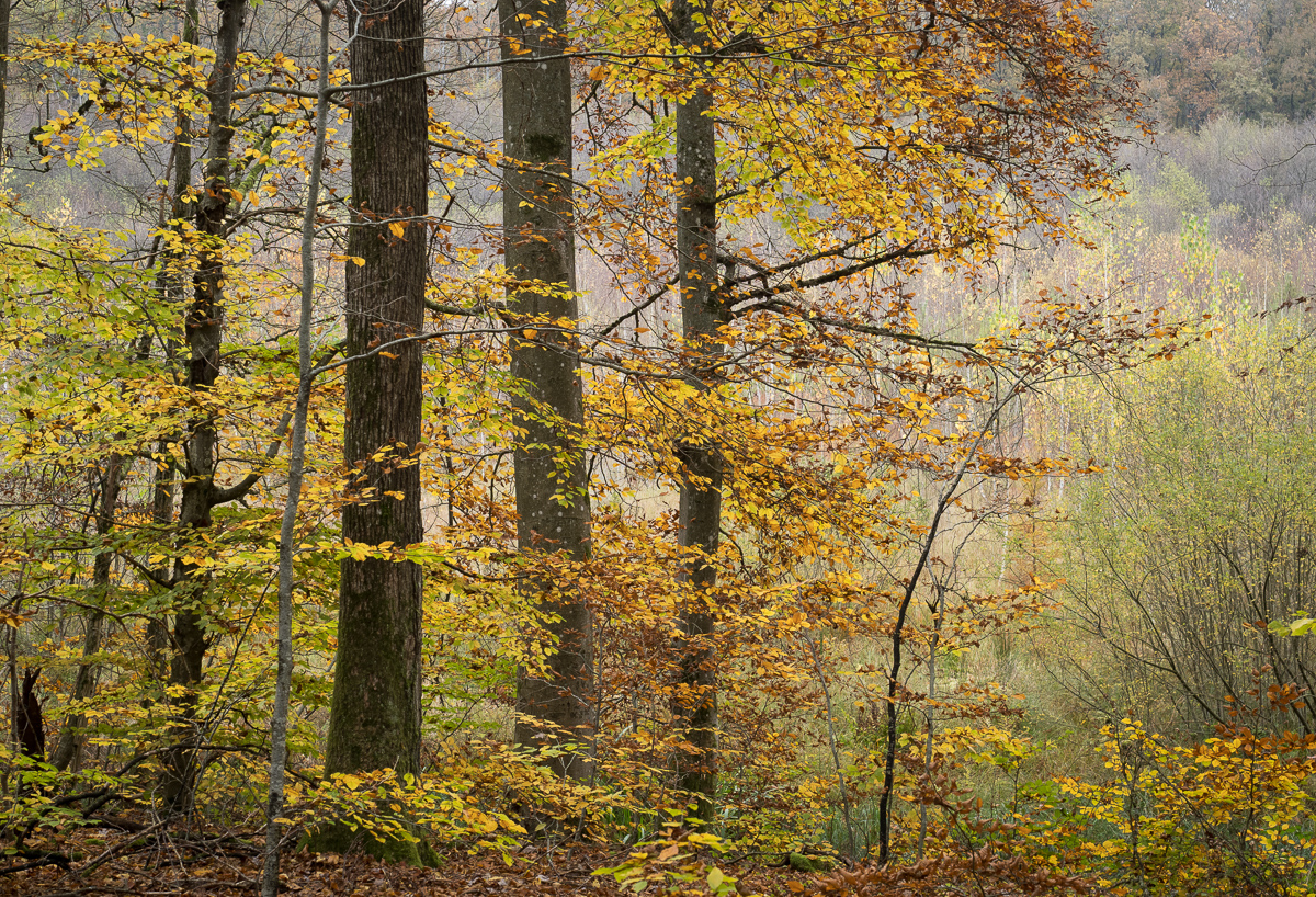 Galeriebild