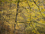 Bild anschauen