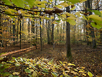 Bild anschauen