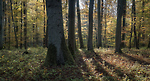 Bild anschauen