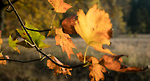 Bild anschauen