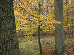 Bild anschauen