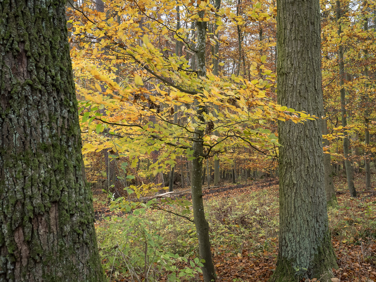 Galeriebild