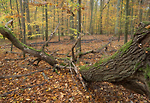Bild anschauen