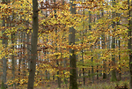 Bild anschauen