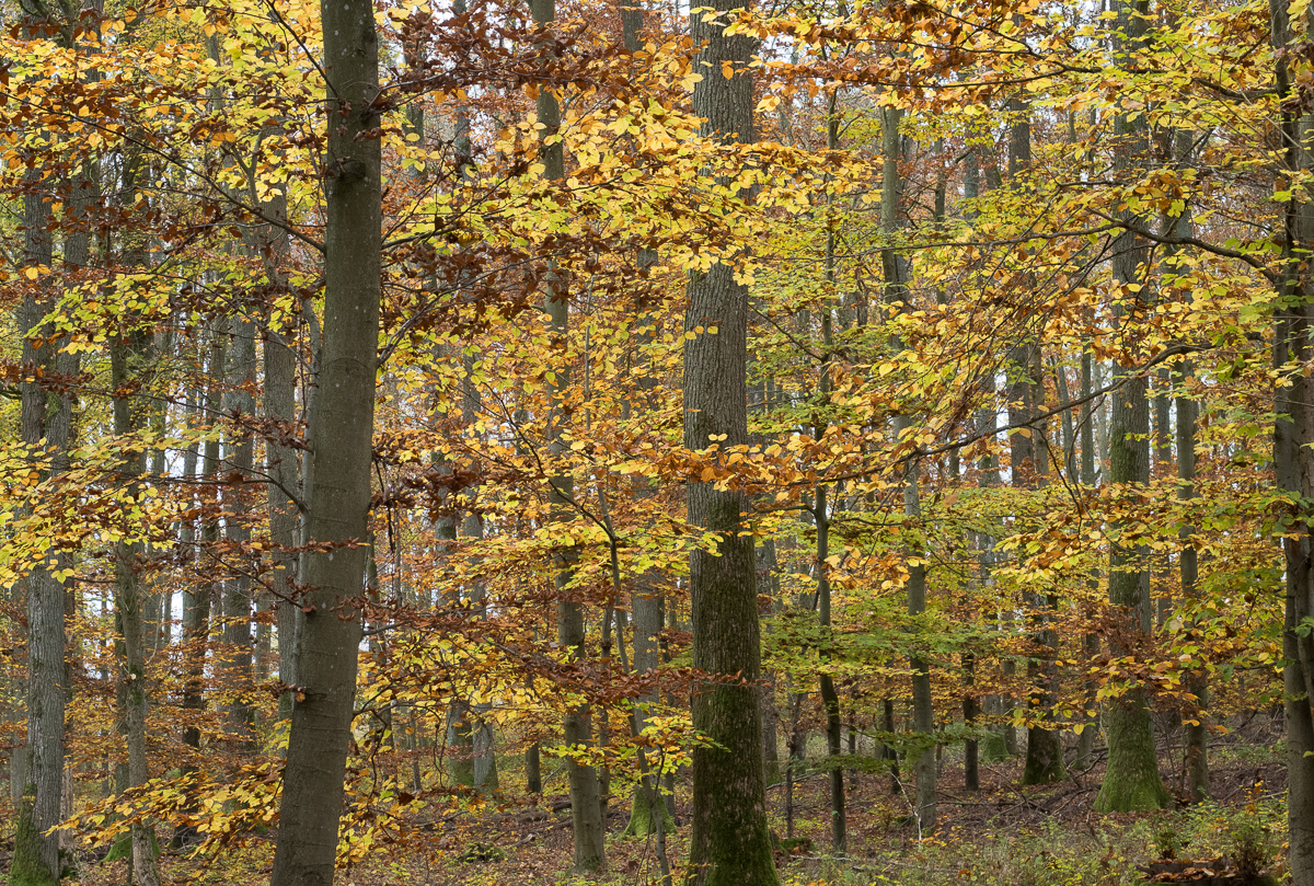 Galeriebild