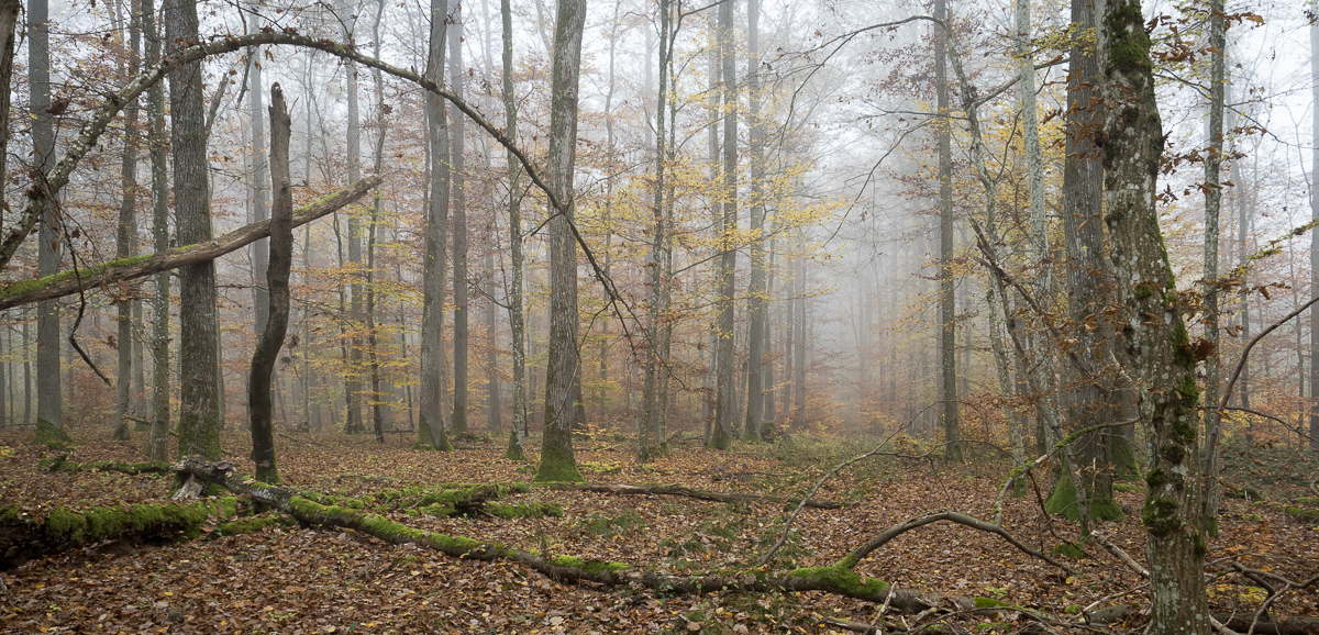 Galeriebild