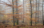 Bild anschauen