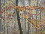 Bild anschauen
