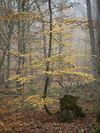 Bild anschauen