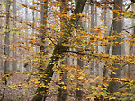 Bild anschauen