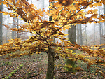 Bild anschauen