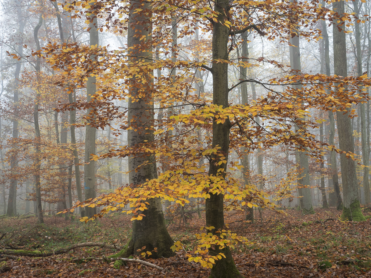 Galeriebild