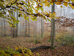 Bild anschauen