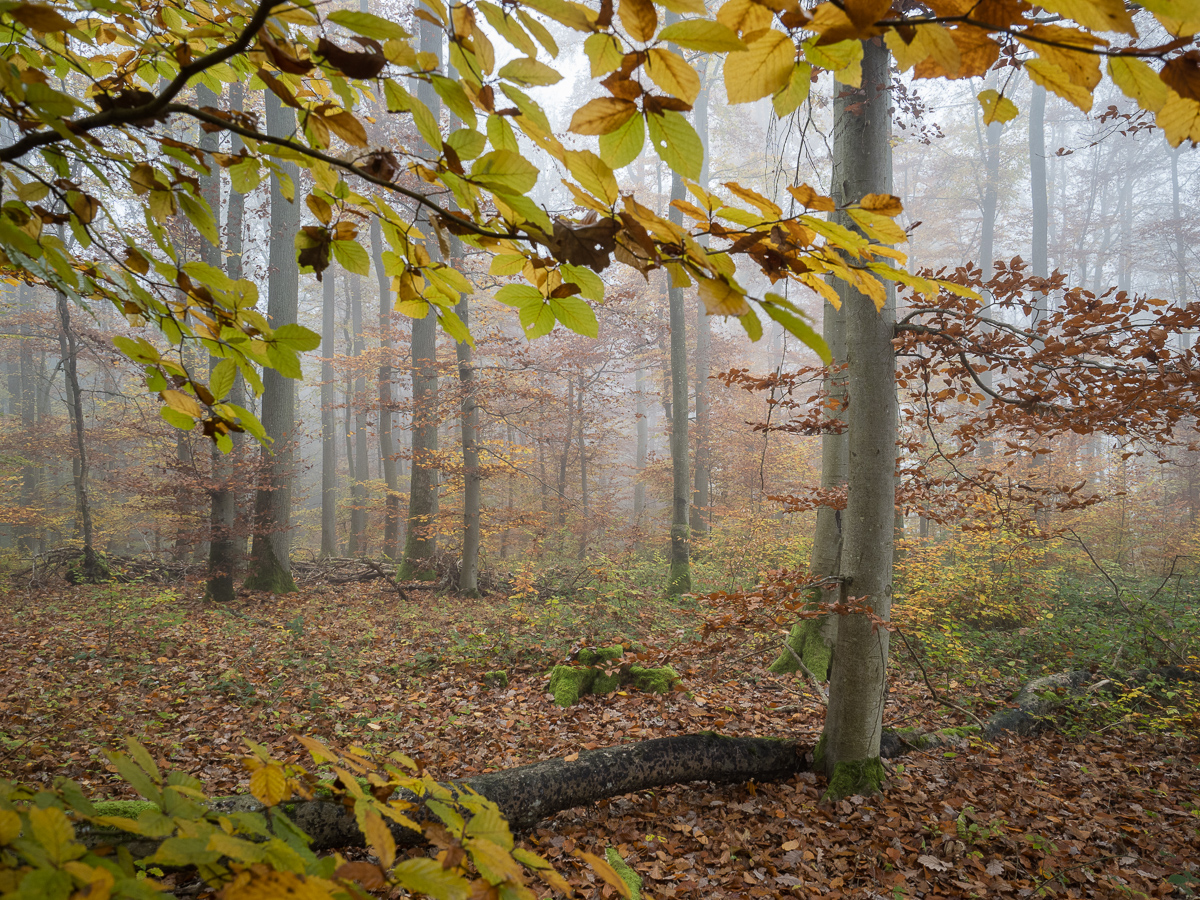 Galeriebild