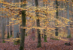 Bild anschauen