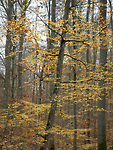 Bild anschauen