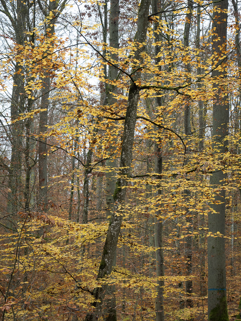 Galeriebild