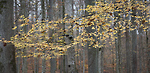 Bild anschauen