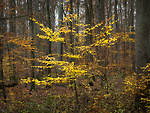 Bild anschauen